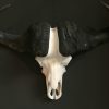 Heavy skull of a Cape buffalo.