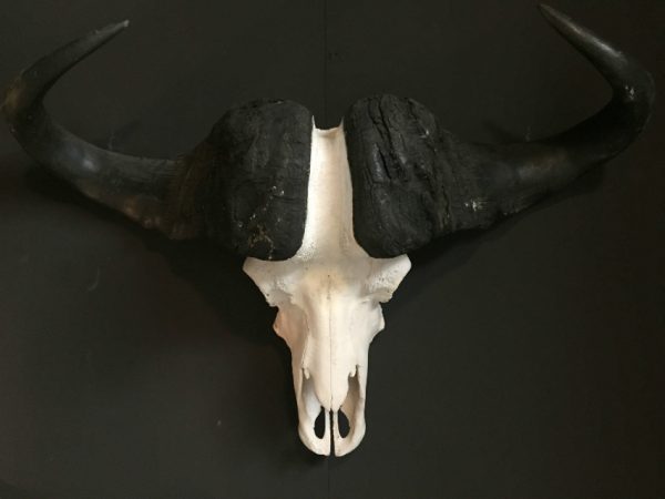 Heavy skull of a Cape buffalo.