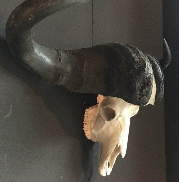Heavy skull of a Cape buffalo.