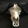 Heavy skull of a Cape buffalo.