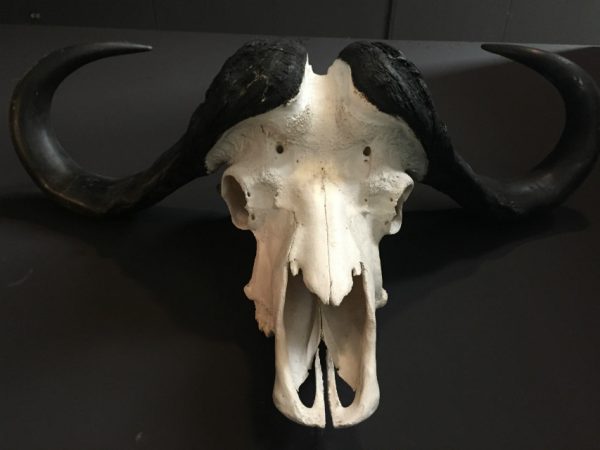 Heavy skull of a Cape buffalo.