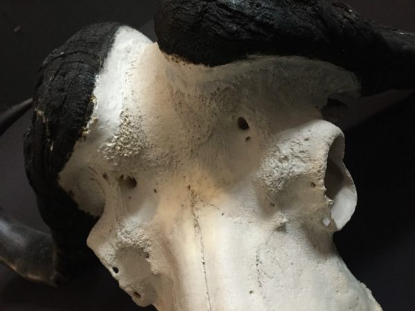 Heavy skull of a Cape buffalo.