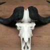 Heavy skull of a Cape buffalo.