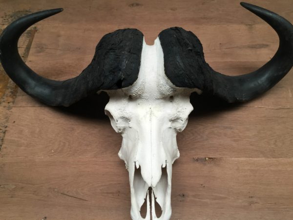 Zware schedel van een Kaapse buffel
