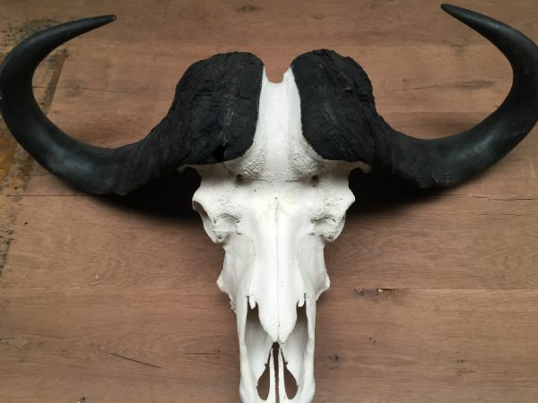 Heavy skull of a Cape buffalo.