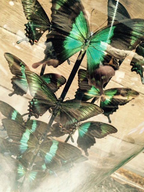 Hoge brede antieke ronde stolp met 4 verschillende soorten groene vlindersoorten