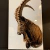 High resolution print of a Ibex.