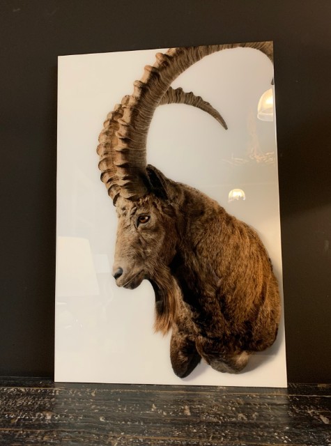 High resolution print of a Ibex.