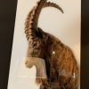 High resolution print of a Ibex.