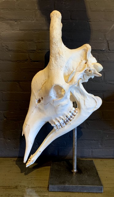 Huge complete skull of a giraffe.