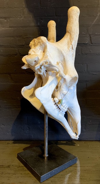 Huge complete skull of a giraffe.
