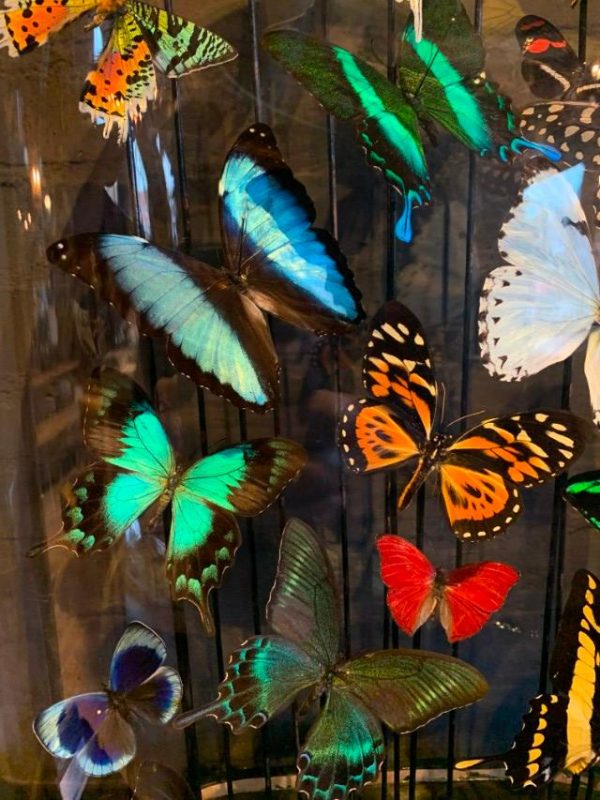 Enorme stolp rijkelijk gevuld met kleurrijke vlinders