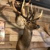 Special and vintage trophy head of an American Mule deer