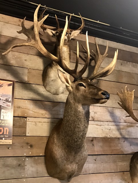 Huge red stag with huge antlers