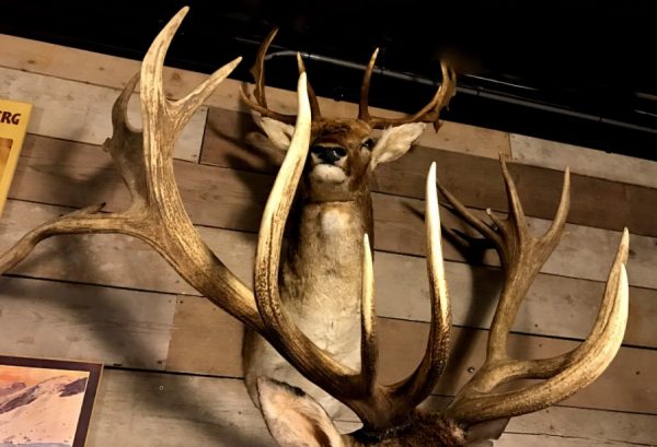 Huge red stag with huge antlers