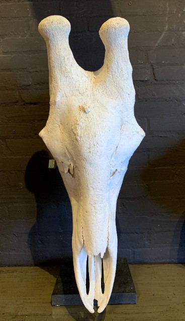 Enorme schedel van een giraffe.