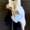 Huge skull of a giraffe