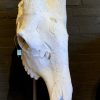 Huge skull of a giraffe