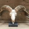 Huge skulls of Tibetan rams