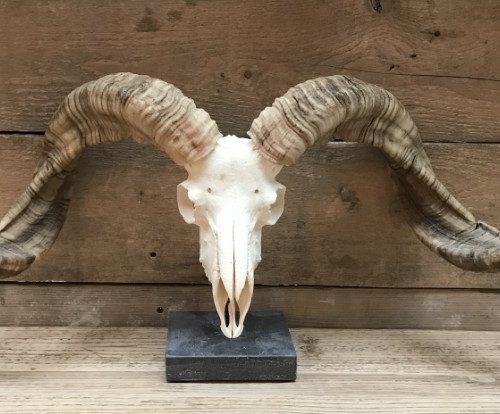 Huge skulls of Tibetan rams