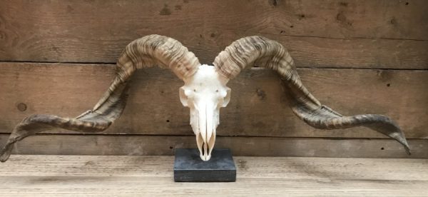 Huge skulls of Tibetan rams