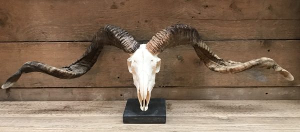 Huge skulls of Tibetan rams