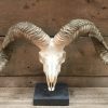 Huge skulls of Tibetan rams