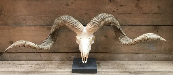 Huge skulls of Tibetan rams