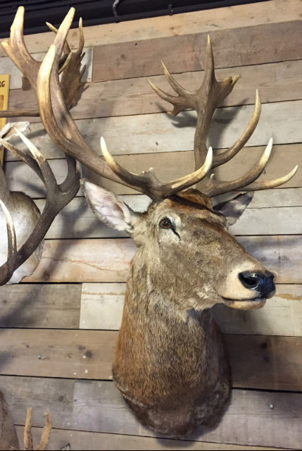 Hunting trophy of a big capital crown deer