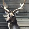 Hunting trophy of a big fallow deer