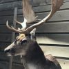 Hunting trophy of a capital fallow deer