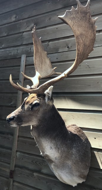 Jagd Trophäen ein grosses Damhirsch