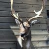 Hunting trophy of a big fallow deer