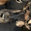 Hunting trophy of a blue wildebeest