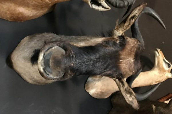 Hunting trophy of a blue wildebeest