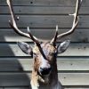 Hunting trophy of a capital fallow deer