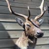 Hunting trophy of a capital fallow deer