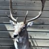 Hunting trophy of a big fallow deer