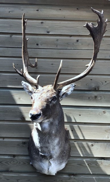 Hunting trophy of a capital fallow deer