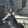 Hunting trophy of a capital fallow deer