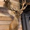 Hunting trophy of a huge red deer.