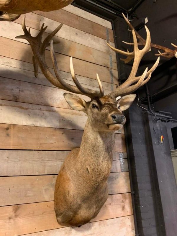 Hunting trophy of a huge red deer.