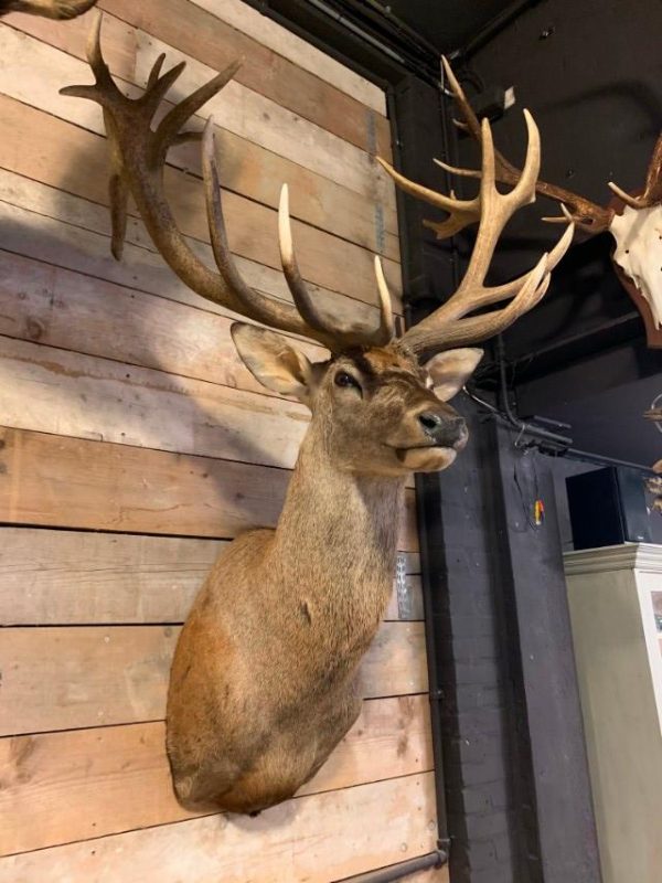 Hunting trophy of a huge red deer.