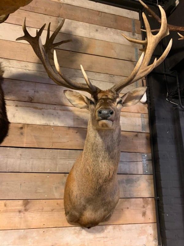 Hunting trophy of a huge red deer.