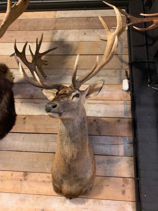 Jagdtrophäe eines riesigen Rot Hirsch