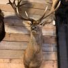 Hunting trophy of a huge red deer.