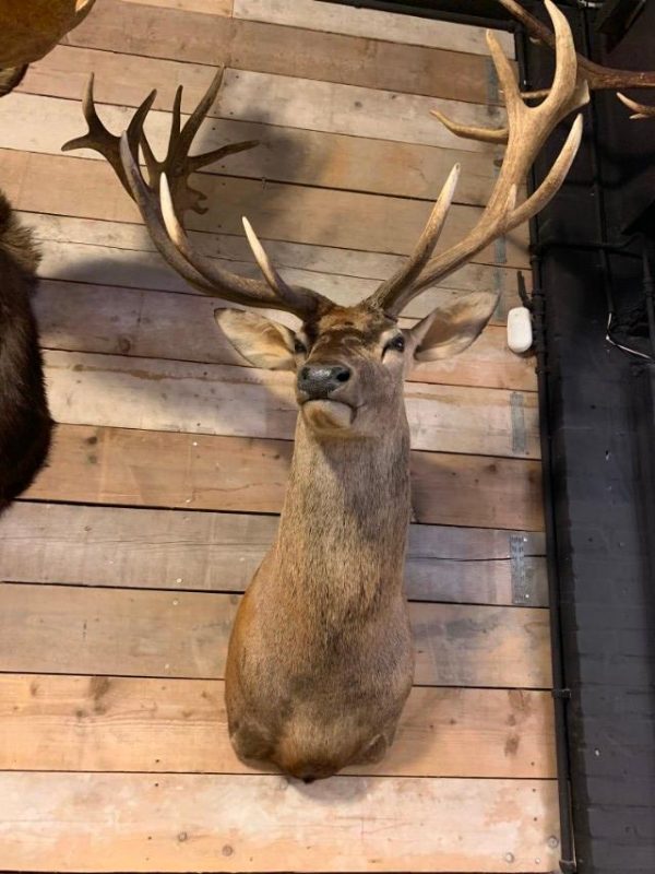 Jagdtrophäe eines riesigen Rot Hirsch