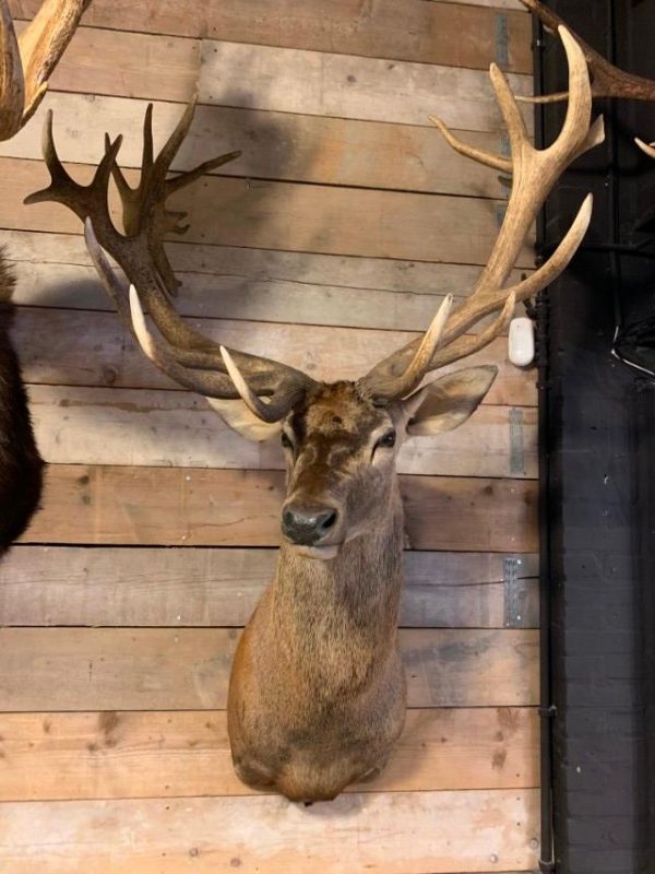 Hunting trophy of a huge red deer.