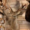 Stuffed head of a very big red stag (26 Pointer)