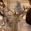 Hunting trophy of a huge red stag